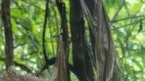 Elon Musk llamó a Vern Unsworth "pedófilo".