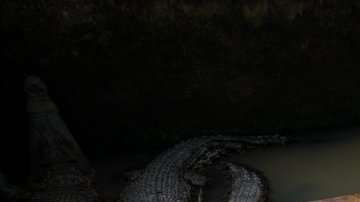 Los pobladores no tuvieron piedad con los animales.