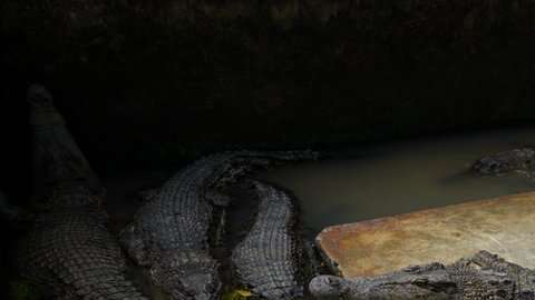 Los pobladores no tuvieron piedad con los animales.