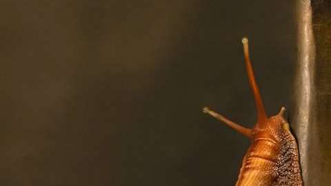 Un caracol lo cambió todo.