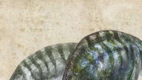 El nombre de la nueva especie es "Lingwulong shenqi", literalmente "asombroso dragón de Lingwu", la ciudad más cercana al lugar donde fueron hallados los fósiles.