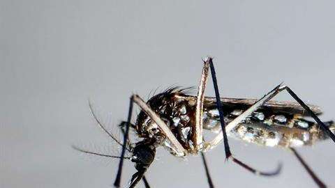 Detalle del mosquito "Aedes Aegypti", trasmisor del Zika.