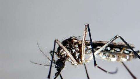 Detalle del mosquito "Aedes Aegypti", trasmisor del Zika.