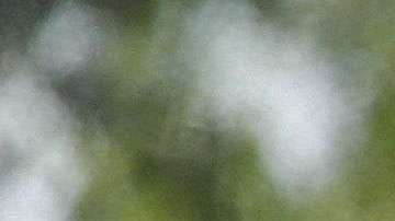 2,551 menores inmigrantes deberán ser reunidos con sus padres antes del 26 de julio.