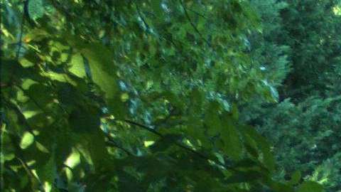 El sospechoso del ataque en Bronx River Forest Park no parece tener más de 25 años.