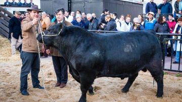 En Argentina presentaron a "Mbappé", un toro de un año y diez meses y 920 kilos de peso. (Foto: EFE/Sociedad Rural Argentina)