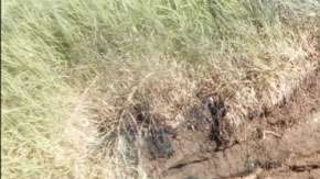 La Banda Trilladora sufrió fatal accidente.