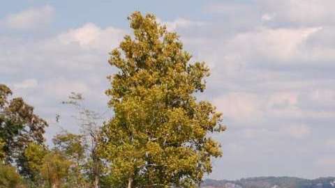 Table Rock Lake, Missouri.