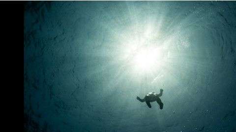 "El buzo Carlos Correa sube a la superficie en un descanso durante la Copa Caribeña de buceo sin equipo 2015 que se celebró en Honduras", explica el fotógrafo Alex St. Jean. "Cada vez que veo esta foto me relaja y me hace preguntarme cómo estos atletas pueden alcanzar profundidades de casi 100 metros con su propia respiración durante cerca de cuatro minutos".