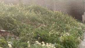 La policía acordonó la zona.