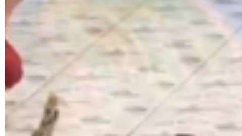 El ataque se reportó en un circo de Tailandia.