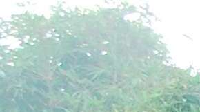 Los Green Army Men junto a la entrada de Toy Story Land, en Disney Hollywood Studios