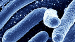 Es una bacteria rara, pero común en el verano