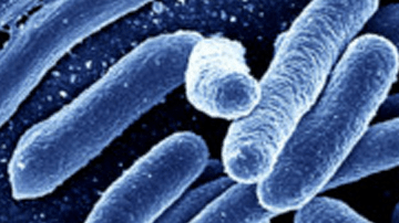 Es una bacteria rara, pero común en el verano