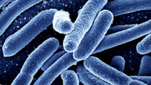 Es una bacteria rara, pero común en el verano