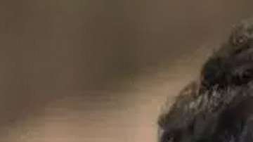 El Chapo 3 vs El Señor de los Cielos 6