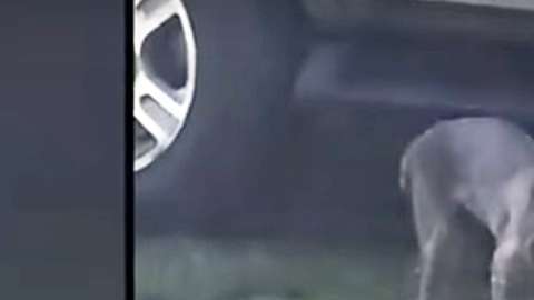 La abuela no soltó al lince hasta que logró matarlo.