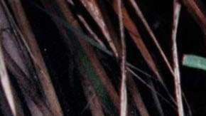 Crece el número de víctimas en la frontera sur