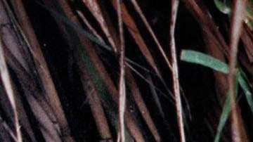 Crece el número de víctimas en la frontera sur