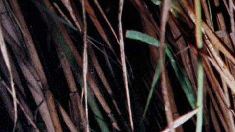 Crece el número de víctimas en la frontera sur