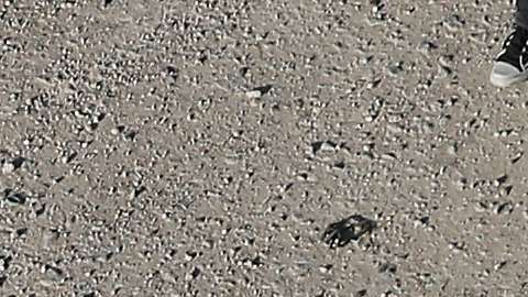 La Oficina de De Blasio niega esta acusación y asegura que tuvo la aprobación de las autoridades fronterizas