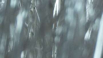 En 2017, Melania Trump también se hizo responsable de la decoración navideña.