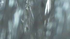 En 2017, Melania Trump también se hizo responsable de la decoración navideña.