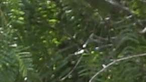 Una jueza en Los Angeles evaluará si debe nombrar un monitor independiente para vigilar las condiciones de detencion de las familias migrantes