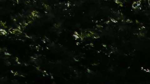 El gobierno de Trump aspiraba a tener los menores por más tiempo.