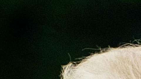 La primera dama se volvió a robar todas las miradas por su atuendo