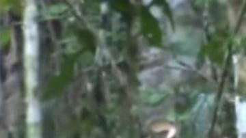 Desde 1996 se sabía de su existencia pero nunca antes había podido ser visto tan de cerca.