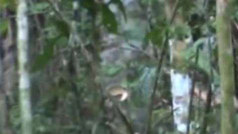 Desde 1996 se sabía de su existencia pero nunca antes había podido ser visto tan de cerca.