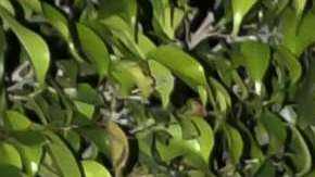 ¿Será que ARod ya lo contestó la canción "Y el anillo pa' cuándo?