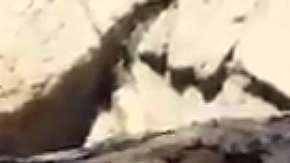 A los jaguares les gusta el agua.