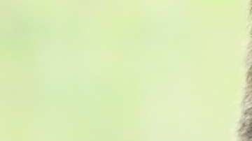 Las féminas tendían a sentirse no tan  optimistas como sus compañeros masculinos sobre su futuro laboral, por tener cargos de menos autoridad y control dentro de las empresas.