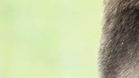 Las féminas tendían a sentirse no tan  optimistas como sus compañeros masculinos sobre su futuro laboral, por tener cargos de menos autoridad y control dentro de las empresas.