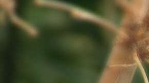 Nuestra vida está ligada a la de los muciélagos.