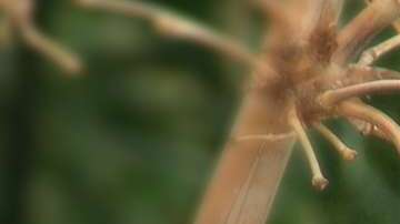 Nuestra vida está ligada a la de los muciélagos.