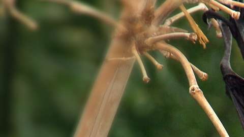 Nuestra vida está ligada a la de los muciélagos.