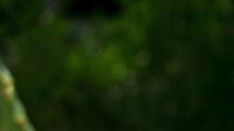 José Luis Higuera, director de Grupo Omnilife