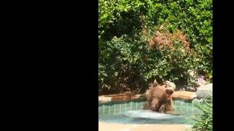 El oso la estaba pasando realmente bien.