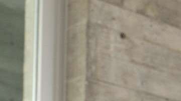 Michel Leaño, técnico del Necaxa. Reforma