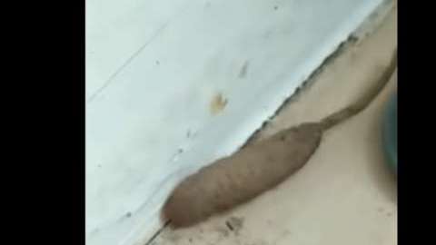 salchica-rata