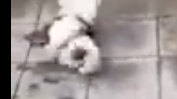 Un perro gira como hizo Neymar aquejado de estar herido tras una falta.