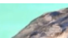 El calor excesivo puede afectar a animales que no están habituados a esas temperaturas.