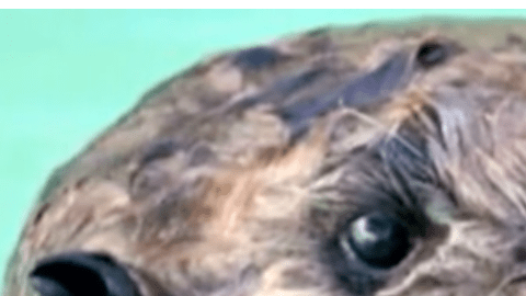 El calor excesivo puede afectar a animales que no están habituados a esas temperaturas.