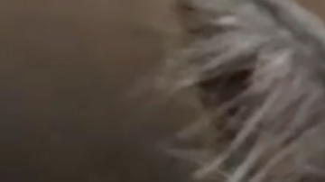 Un gato con esta cara casi humana conquista internet.