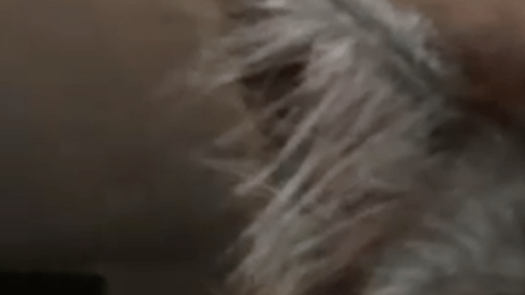 Un gato con esta cara casi humana conquista internet.