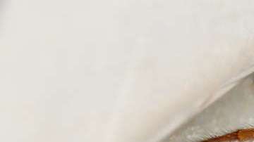 La mujer fue mordida por una araña reclusa parda, altamente peligrosas.