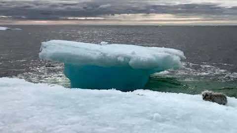 Un zorro atrapado en el Ártico.